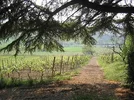 wine.webp