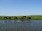 Paarden langs de Donau in Roemenie.webp
