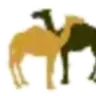 pittie