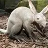 aardvarken