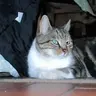 Emeki