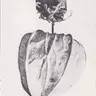 Lotte Veuchelen