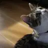 Lunapoes