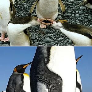 pinguins