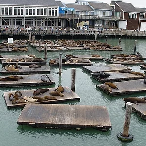 Sea Lions @ PIER 39 San Francisco