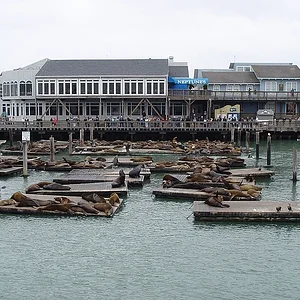 Sea Lions @ PIER 39 San Francisco