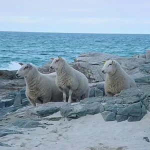 Schapen langs de kustweg in Noorwegen