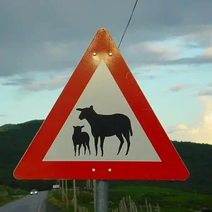 Dit is een van de diverse waarschuwingsborden.
Deze met schapen maar er zijn er ook met elanden, rendieren, enz.