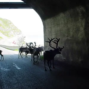 Zelf in de in- en uitgangen van de tunnels kom je ze tegen.