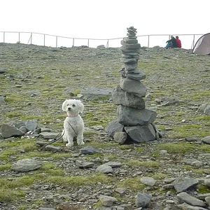 De trollen op de Noordkaap zijn soms groter dan onze hond.