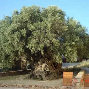 Vouves Olive Tree de oudste boom op Kreta