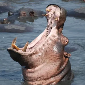 Tanzania 2008, Katavi NP   Hippo 1