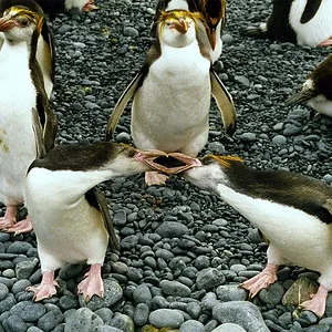 792px Royal penguins arguing schlegels pinguin