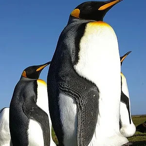 398px Falkland Islands Penguins 35 konings pinguin