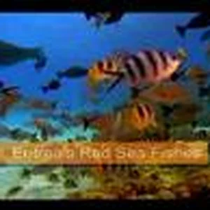 Eritrea - Welcome To Eritrea, Africa's Hidden Gem - YouTube