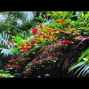 Gabón - YouTube