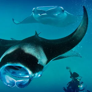 Maldives: diving paradise (full documentary) - YouTube