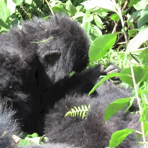 A visit to Rwanda's Mountain Gorillas - YouTube