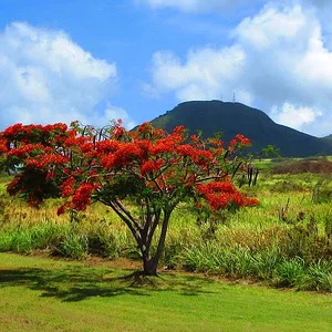 St.Kitts Island Tour & Carambola Beach Friars Bay - YouTube