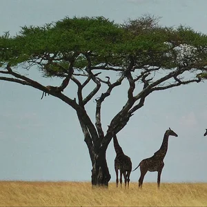 Serengeti, Tanzania in HD - YouTube