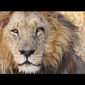 Best Kruger National Park Safari, South Africa - YouTube
